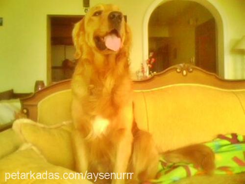 bady Erkek Golden Retriever