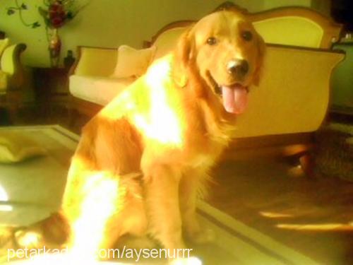 bady Erkek Golden Retriever