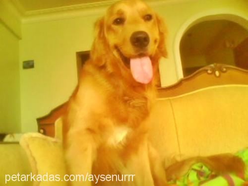 bady Erkek Golden Retriever