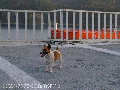 pinky Dişi Jack Russell Terrier