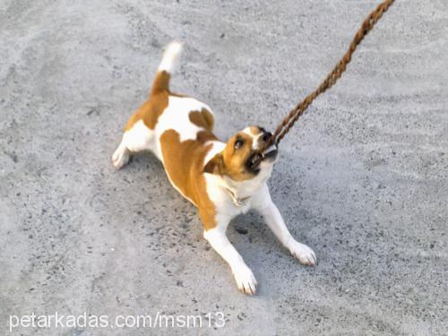 pinky Dişi Jack Russell Terrier