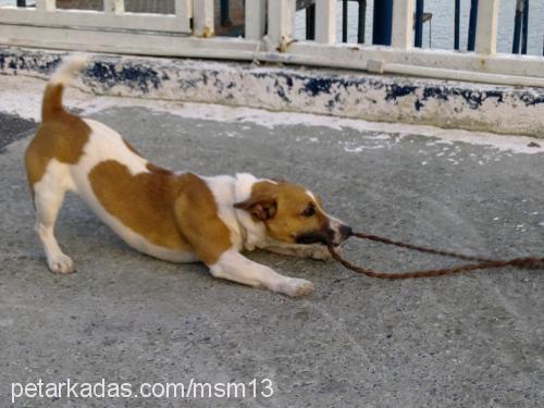 pinky Dişi Jack Russell Terrier