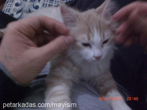 mayıs Dişi Tekir Kedi