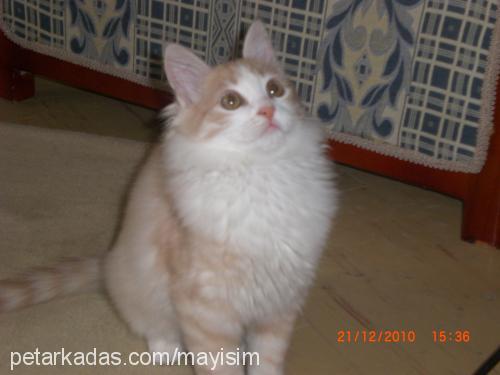 mayıs Dişi Tekir Kedi