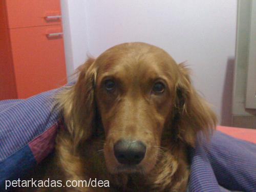 linda Dişi Gordon Setter