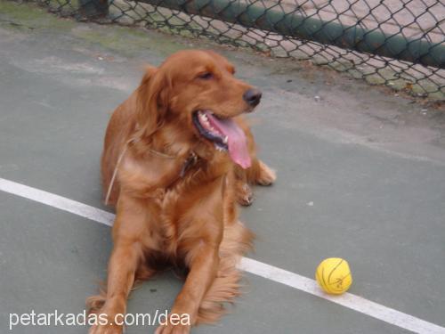 linda Dişi Gordon Setter