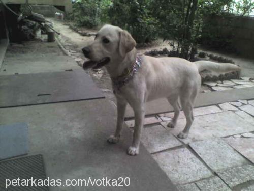 votka Erkek Labrador Retriever