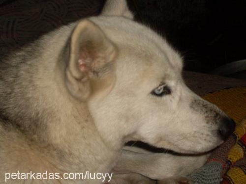 lucy Dişi Sibirya Kurdu (Husky)