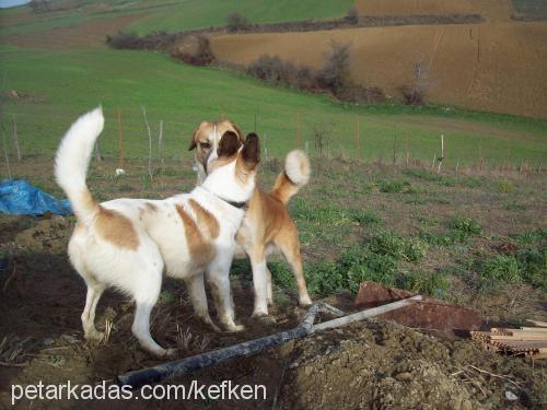 dante Erkek Jack Russell Terrier