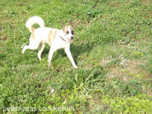 dante Erkek Jack Russell Terrier