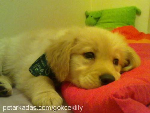 lily Dişi Golden Retriever