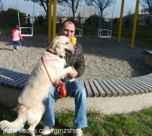 rosy Dişi Golden Retriever