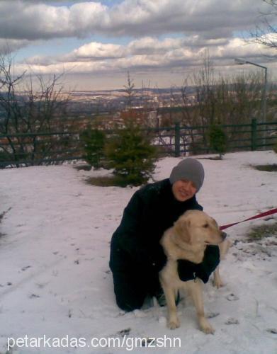 rosy Dişi Golden Retriever