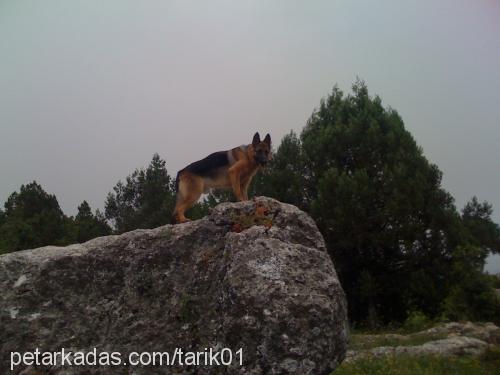 dark Erkek Alman Çoban Köpeği