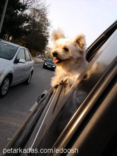 snowball Erkek Maltese