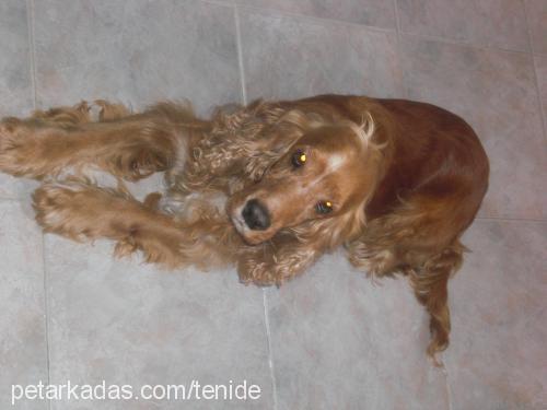 paşa Erkek İngiliz Cocker Spaniel