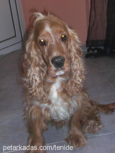 paşa Erkek İngiliz Cocker Spaniel