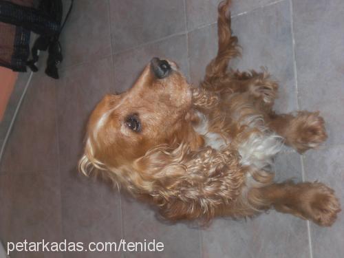 paşa Erkek İngiliz Cocker Spaniel