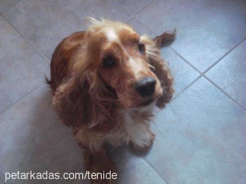 paşa Erkek İngiliz Cocker Spaniel