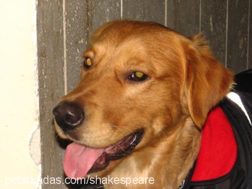 shakespeare Erkek Golden Retriever