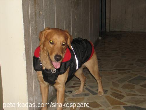 shakespeare Erkek Golden Retriever