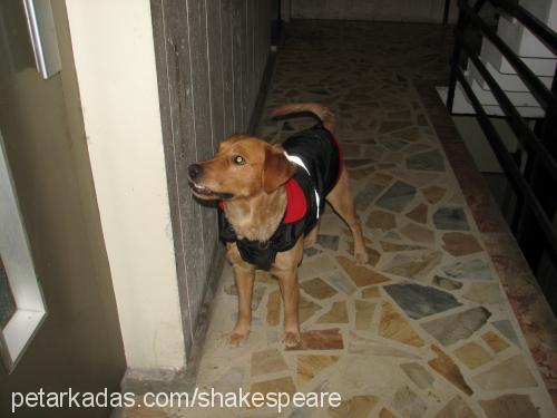 shakespeare Erkek Golden Retriever