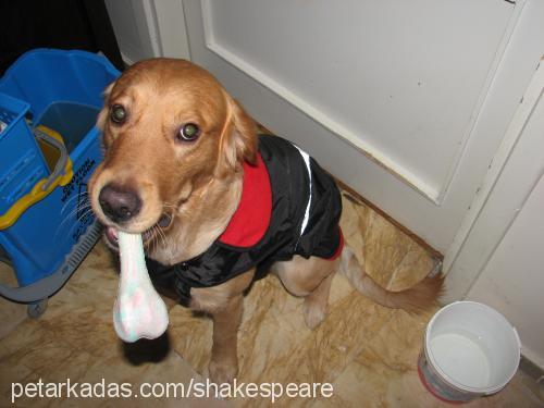 shakespeare Erkek Golden Retriever