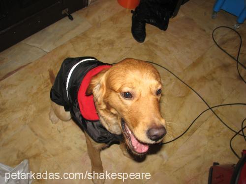 shakespeare Erkek Golden Retriever