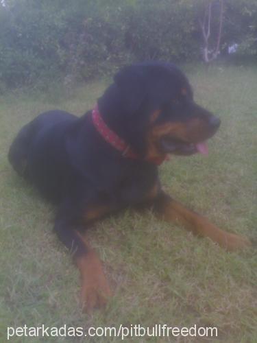 daİsy Dişi Rottweiler