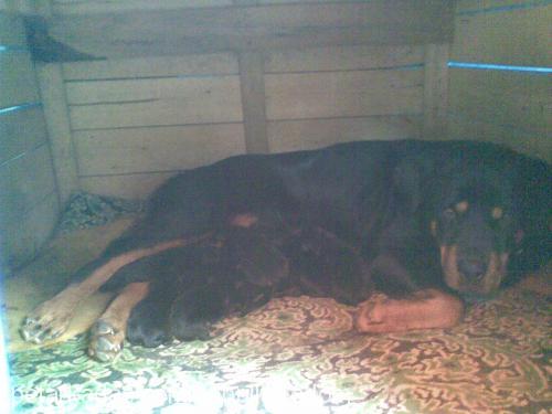 daİsy Dişi Rottweiler