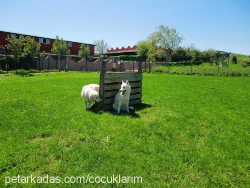 limon Erkek Golden Retriever