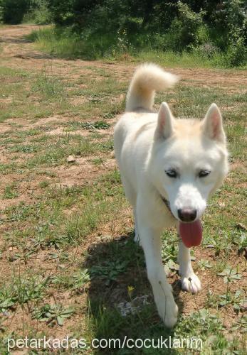 çilek Dişi Sibirya Kurdu (Husky)