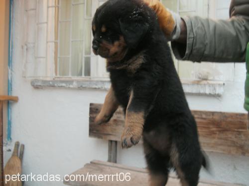 tombişş Dişi Rottweiler