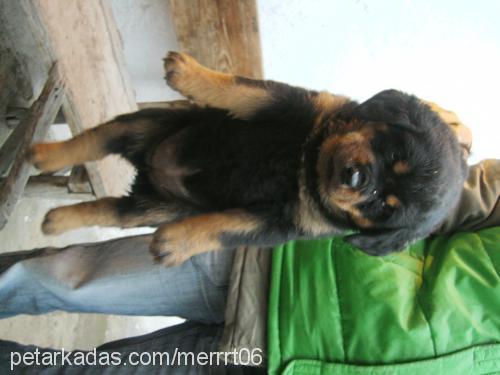 tombişş Dişi Rottweiler