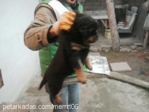 tombişş Dişi Rottweiler