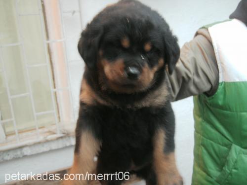 tombişş Dişi Rottweiler