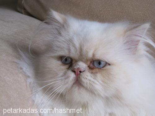 haşmet Erkek Himalayan