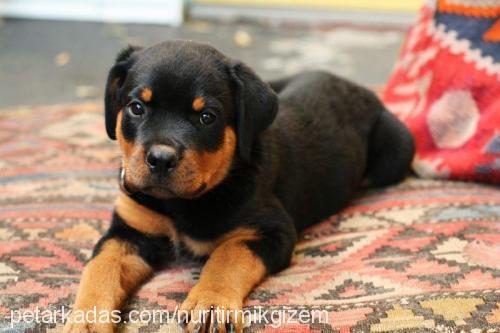 rotty Erkek Rottweiler