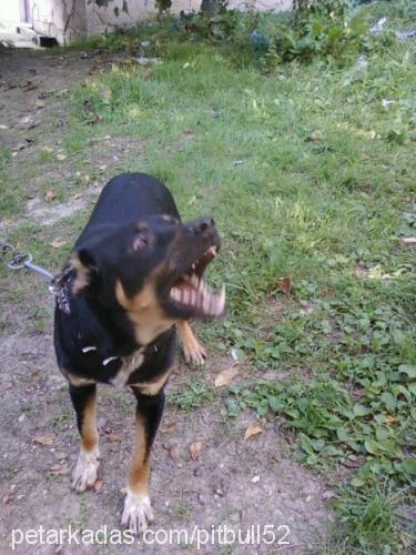 baron Erkek Rottweiler