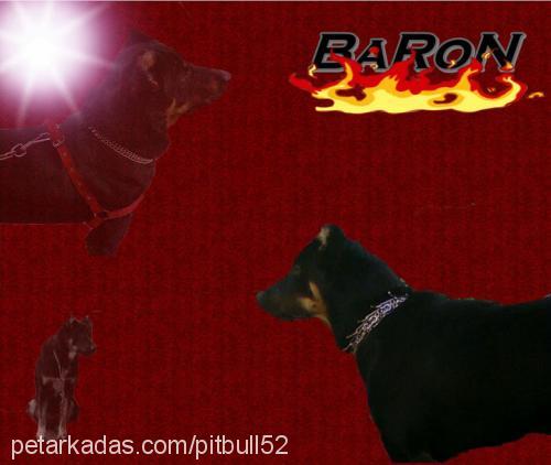 baron Erkek Rottweiler