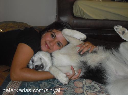 lady Dişi Sibirya Kurdu (Husky)