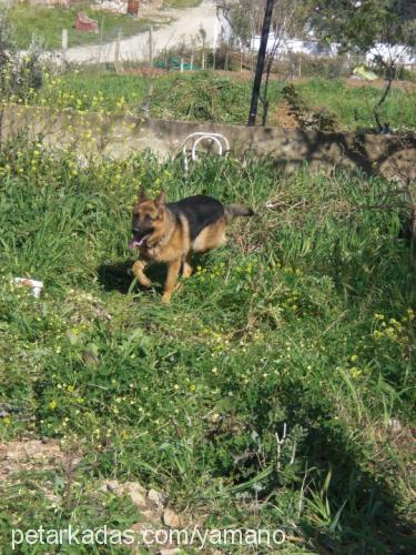 yaman Erkek Alman Çoban Köpeği