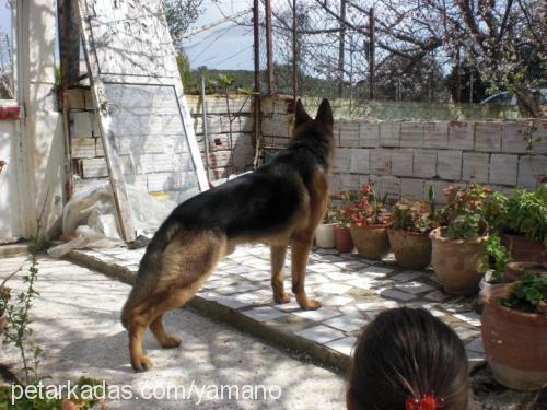 yaman Erkek Alman Çoban Köpeği