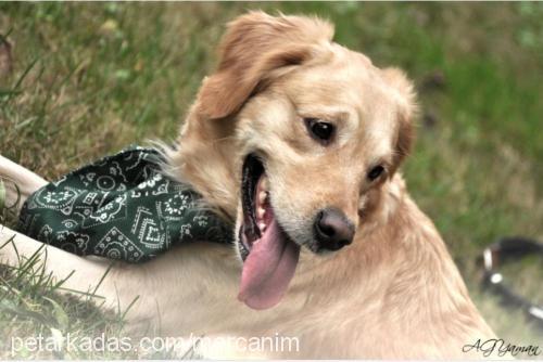 mercan Dişi Golden Retriever