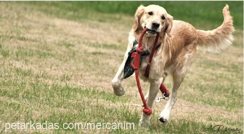 mercan Dişi Golden Retriever