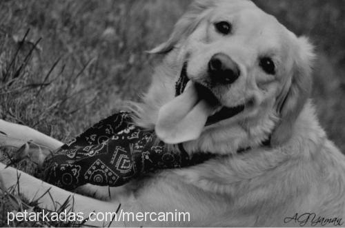 mercan Dişi Golden Retriever