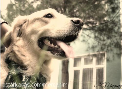 mercan Dişi Golden Retriever