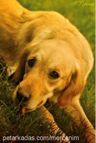 mercan Dişi Golden Retriever