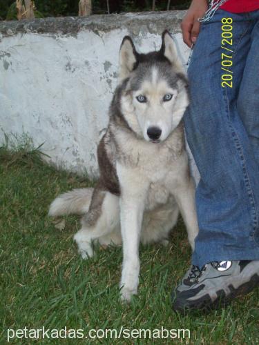 kızım Dişi Sibirya Kurdu (Husky)