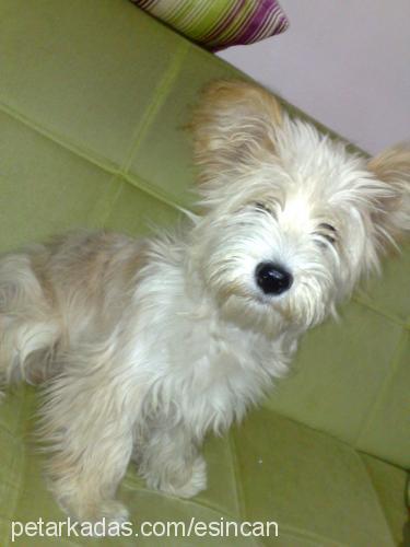 fındık Dişi Glen of Imaal Terrier